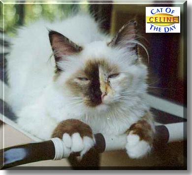 Céline, the Cat of the Day