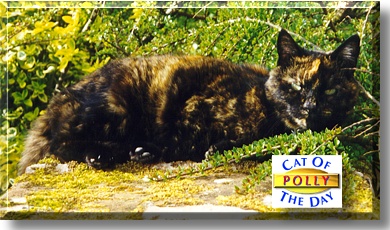 Polly, the Cat of the Day