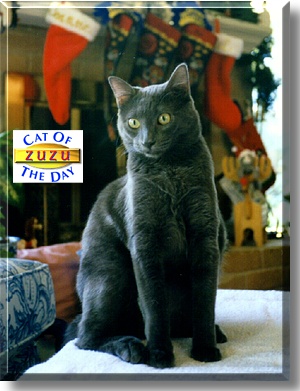 Zuzu, the Cat of the Day