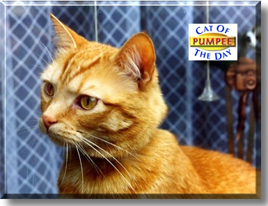 Pumpee, the Cat of the Day