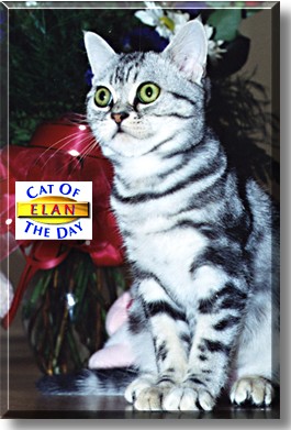 Elan, the Cat of the Day