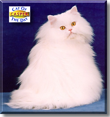 Casper, the Cat of the Day