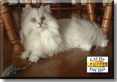 Puffy, the Cat of the Day