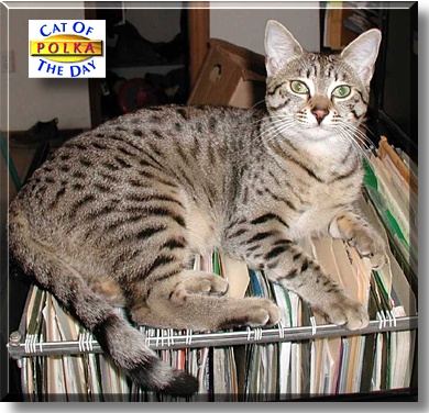 Polka, the Cat of the Day