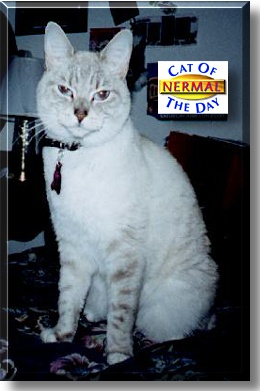 Nermal, the Cat of the Day