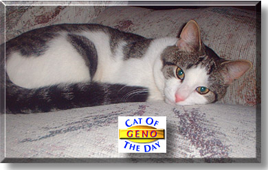 Geno Butler, the Cat of the Day