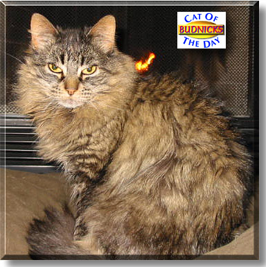 Budnicks, the Cat of the Day