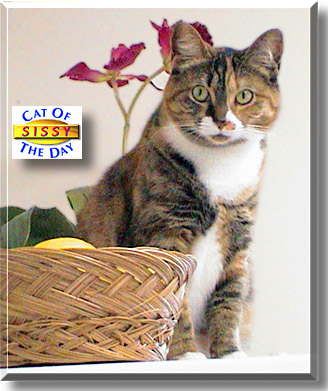 Sissy, the Cat of the Day