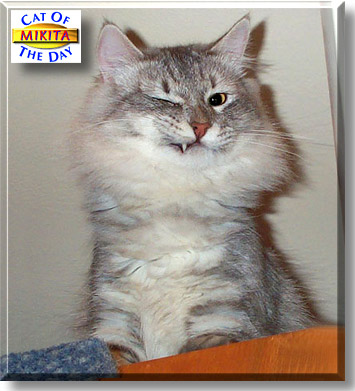 Mikita, the Cat of the Day