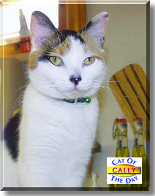 Cally, the Cat of the Day