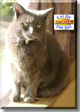 Smokey, the Cat of the Day