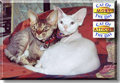 Moby and Atticus, the Cat of the Day