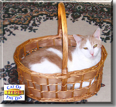 Tybor, the Cat of the Day
