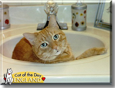 England, the Cat of the Day