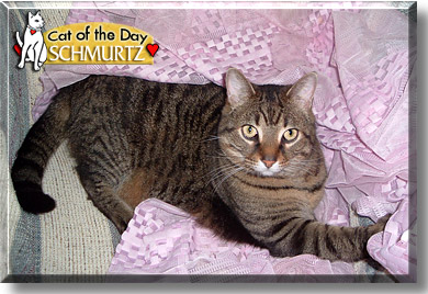 Schmurtz, the Cat of the Day