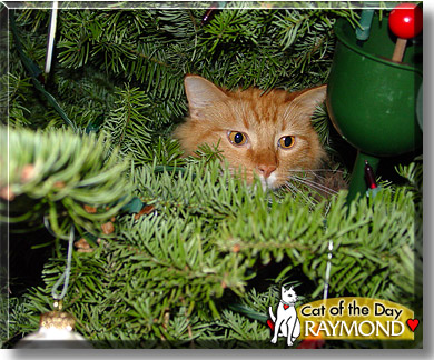Raymond, the Cat of the Day