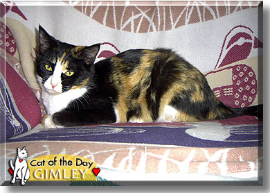 Gimley, the Cat of the Day
