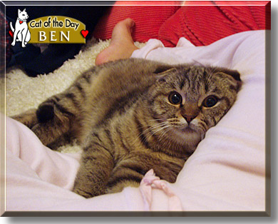 Ben, the Cat of the Day