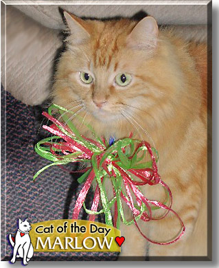 Marlow, the Cat of the Day