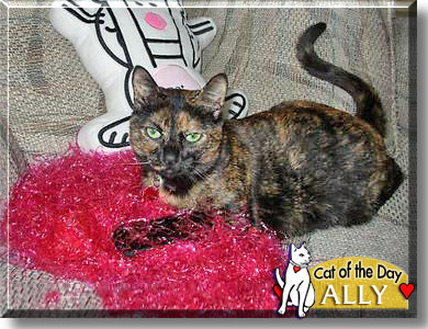 Ally, the Cat of the Day