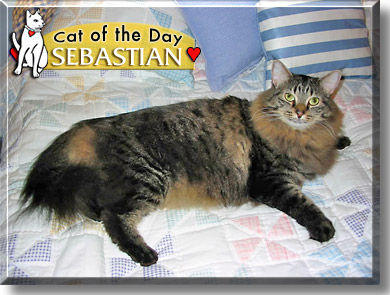 Sebastian, the Cat of the Day