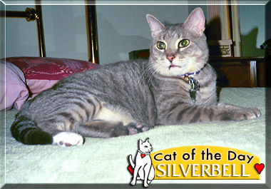 Silverbell, the Cat of the Day