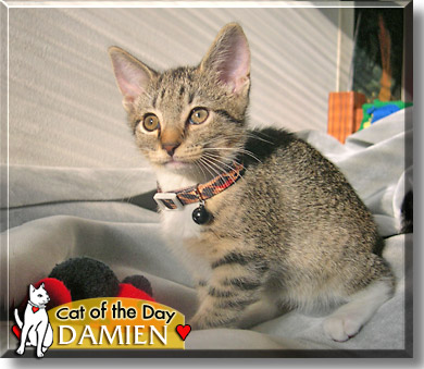 Damien, the Cat of the Day
