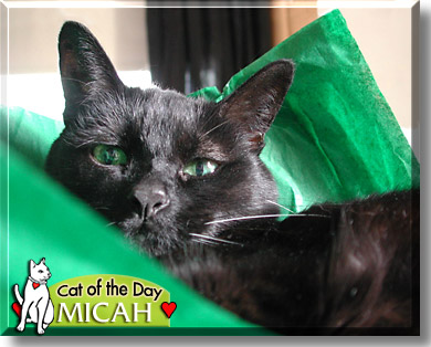 Micah, the Cat of the Day