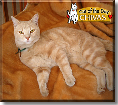 Chivas, the Cat of the Day