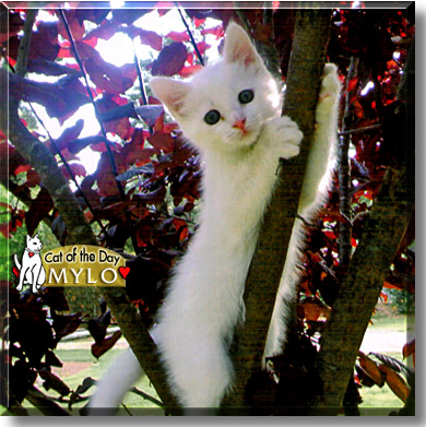 Mylo, the Cat of the Day