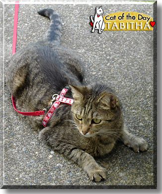 Tabitha, the Cat of the Day