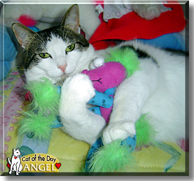 Angel, the Cat of the Day