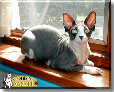 Dazzle, the Cat of the Day
