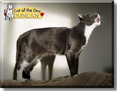 Duncan, the Cat of the Day