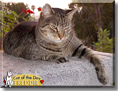 Freddie, the Cat of the Day