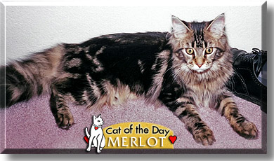 Merlot, the Cat of the Day