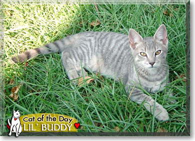 Lil' Buddy, the Cat of the Day