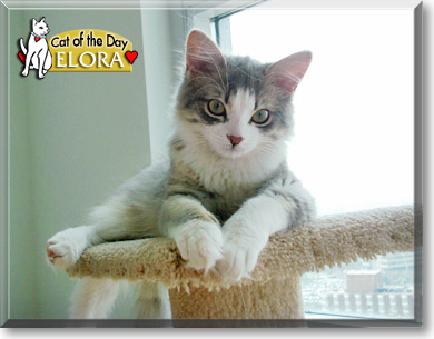 Elora, the Cat of the Day