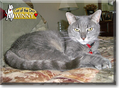 Winny, the Cat of the Day