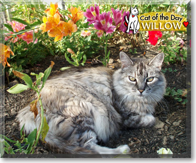 Willow, the Cat of the Day