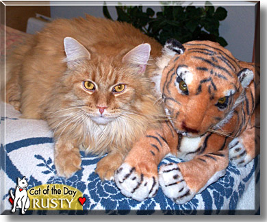 Rusty, the Cat of the Day