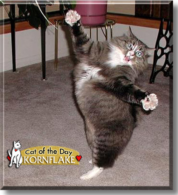 Kornflake, the Cat of the Day