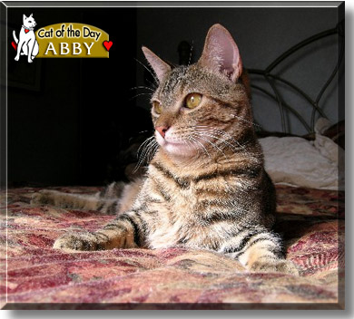 Abby, the Cat of the Day