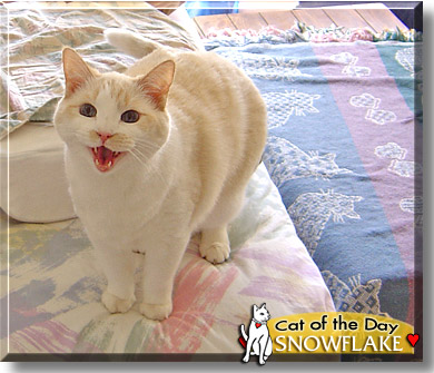 Snowflake, the Cat of the Day