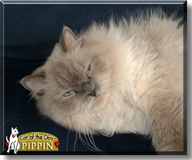 Pippin, the Cat of the Day
