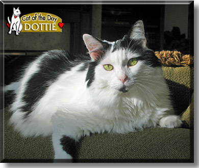 Dottie, the Cat of the Day
