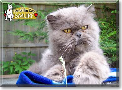 Smurf, the Cat of the Day