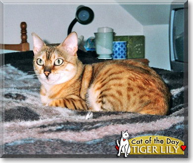 Tiger Lily, the Cat of the Day