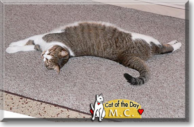 M.C., the Cat of the Day