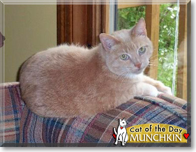 Munchkin, the Cat of the Day